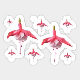 Fuchsia Sticker